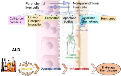 Cell-to-Cell Communications in Alcohol-Associated Liver Disease